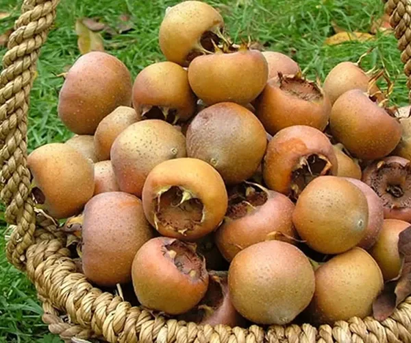 عکس ازگیل